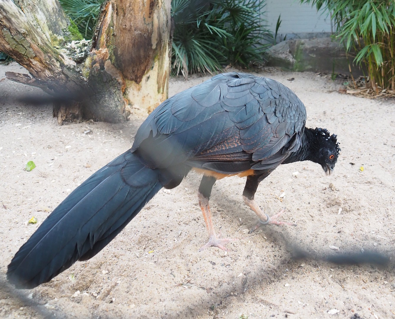 Red-billed curassow (Crax blumenbachii), 2022-10-29