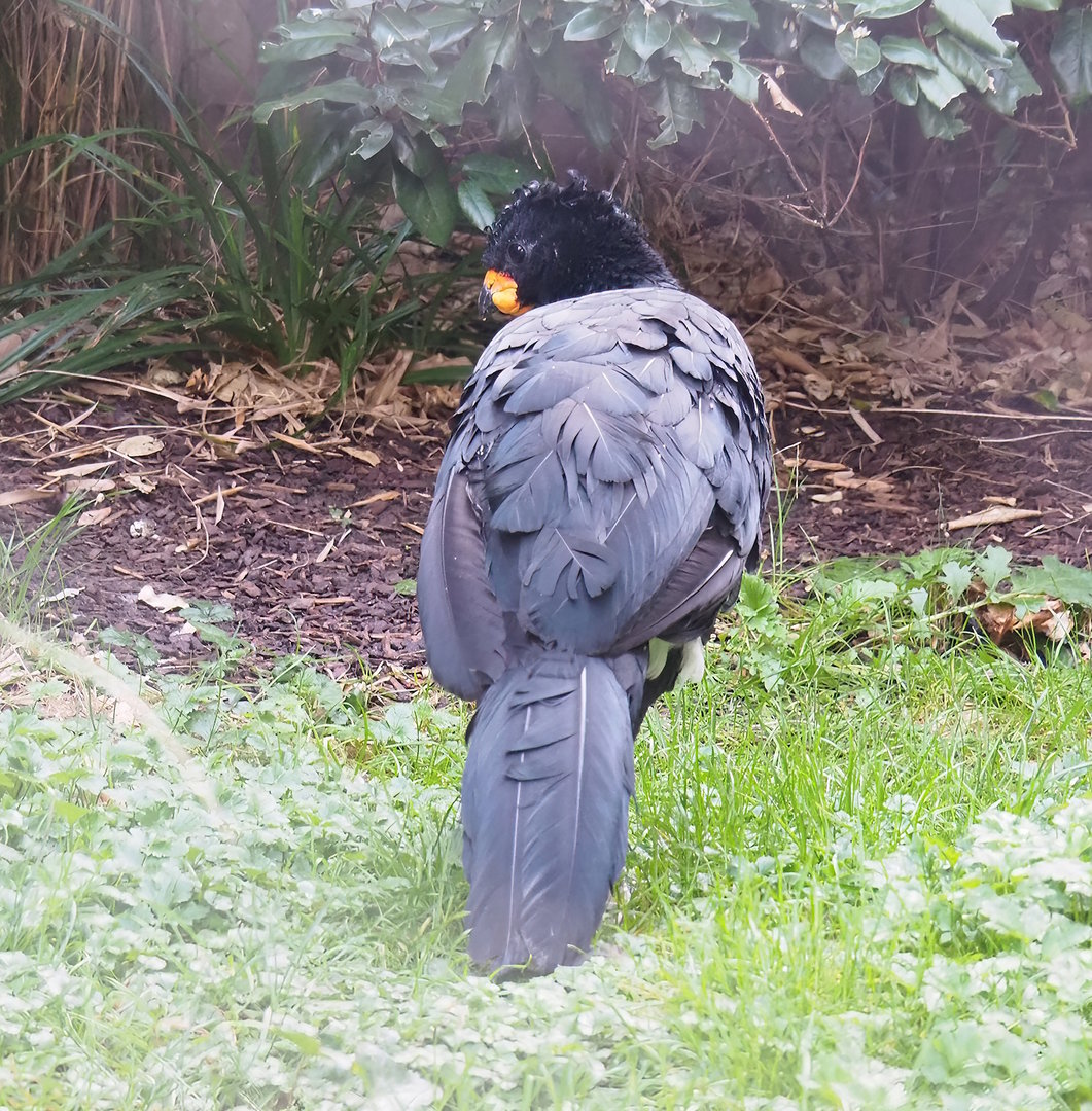 Red-billed curassow (Crax blumenbachii), 2022-10-29