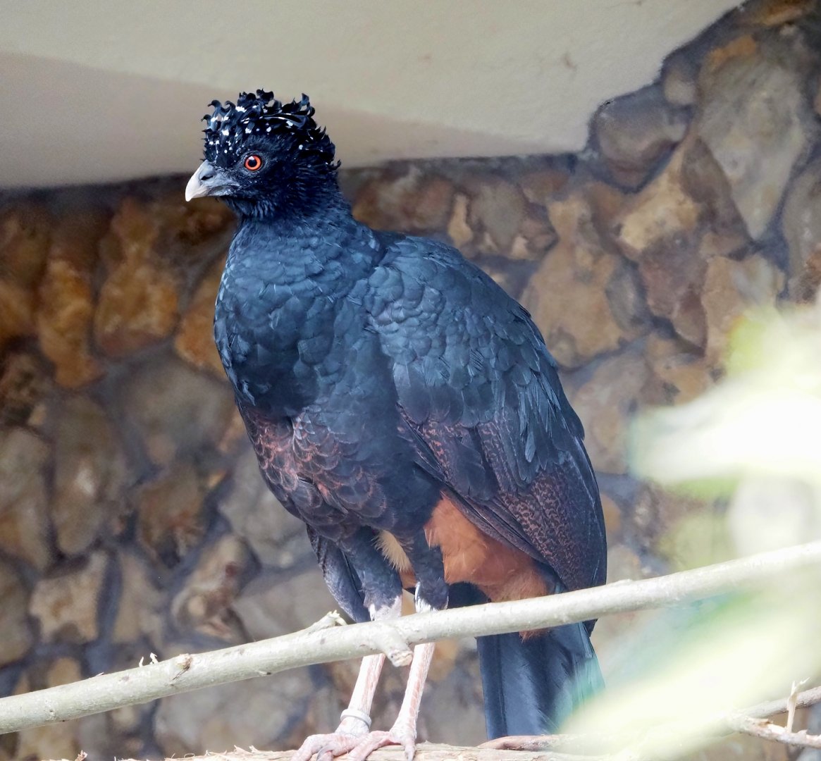 Red-billed curassow (Crax blumenbachii), 2023-04-08