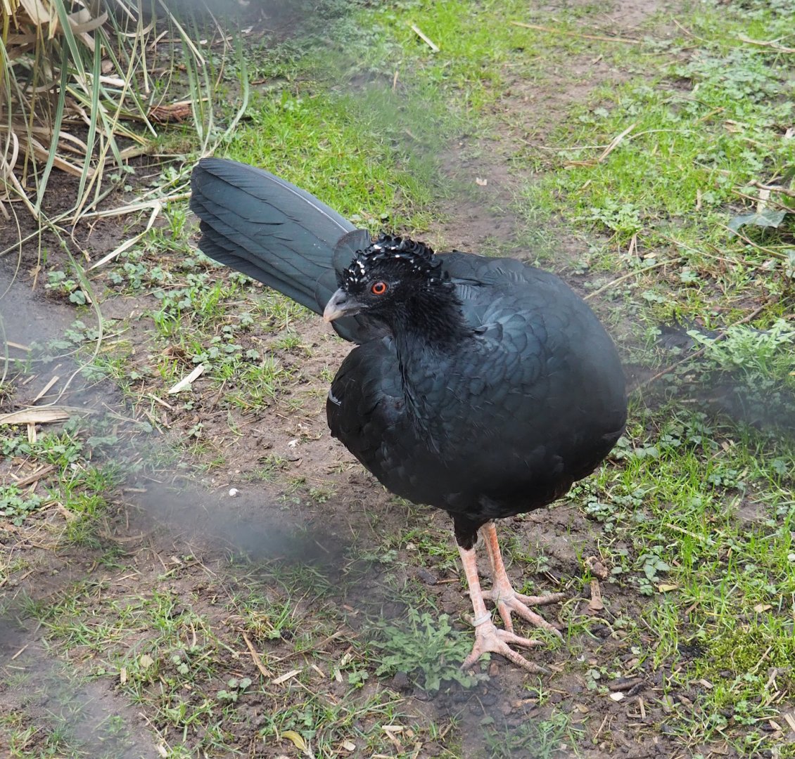 Red-billed curassow (Crax blumenbachii), 2024-02-17