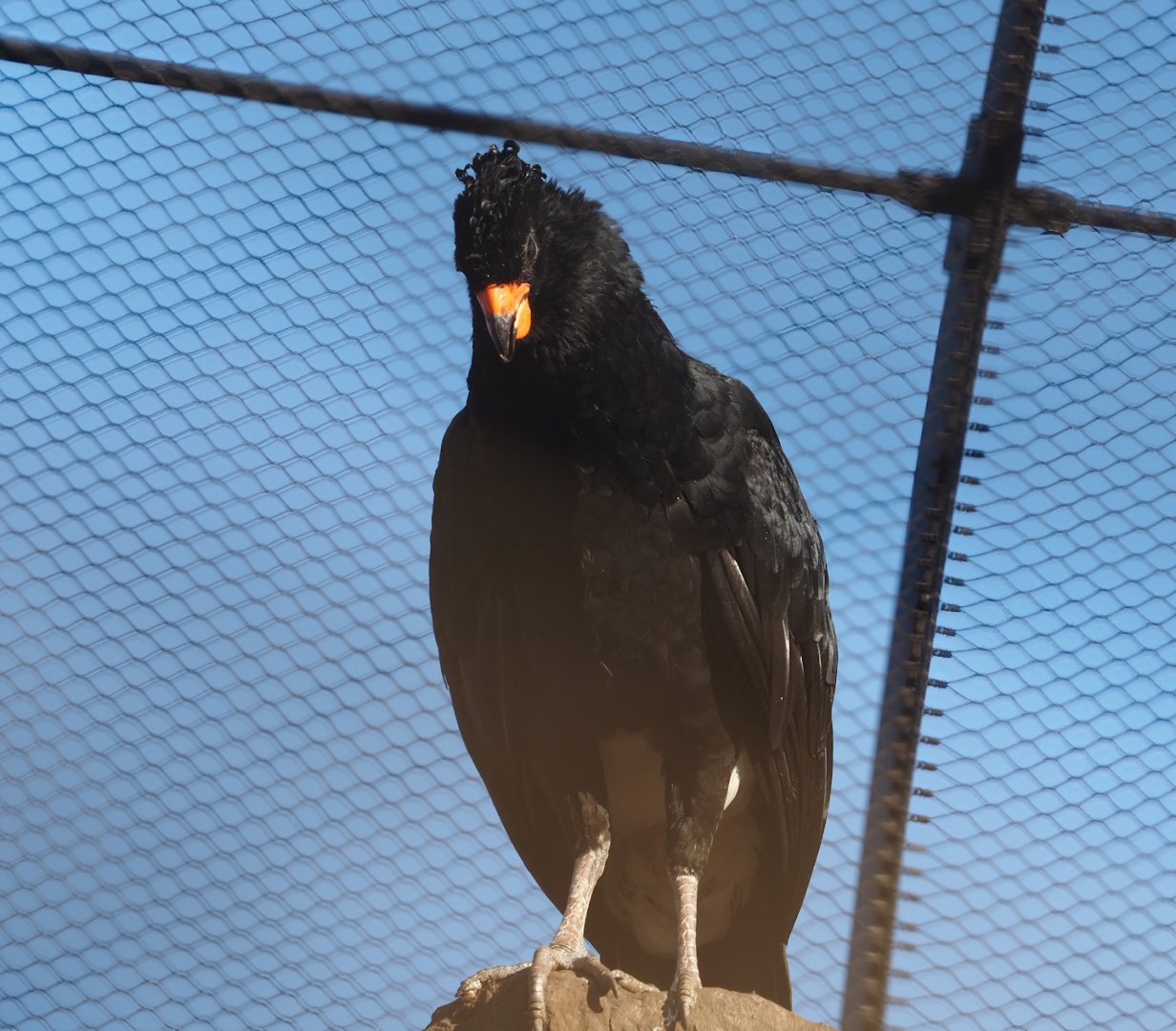Red-billed curassow (Crax blumenbachii), 2024-03-09