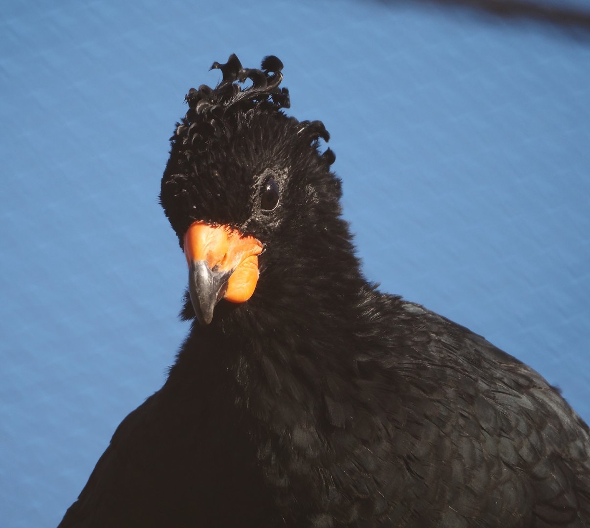 Red-billed curassow (Crax blumenbachii), 2024-03-09