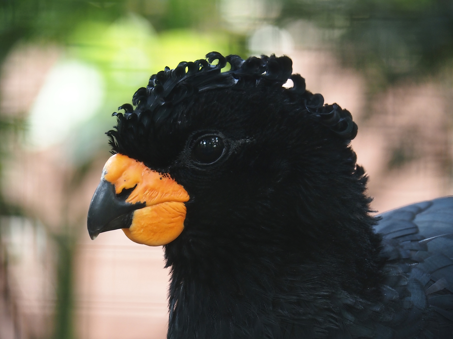 Red-billed curassow (Crax blumenbachii), 2024-05-23