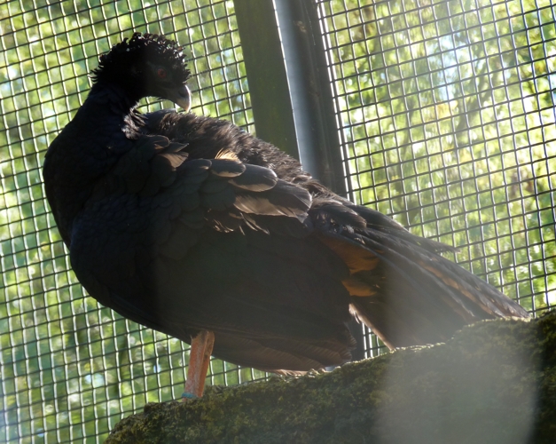 Red-billed curassow (Crax blumenbachii) female