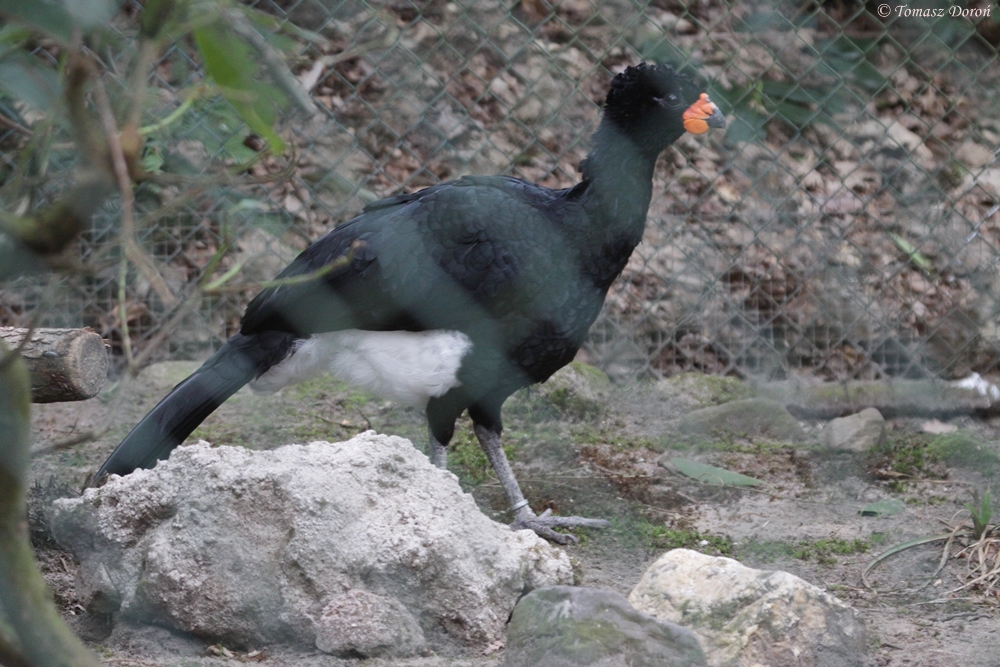 Red-billed Curassow (Crax blumenbachii) male