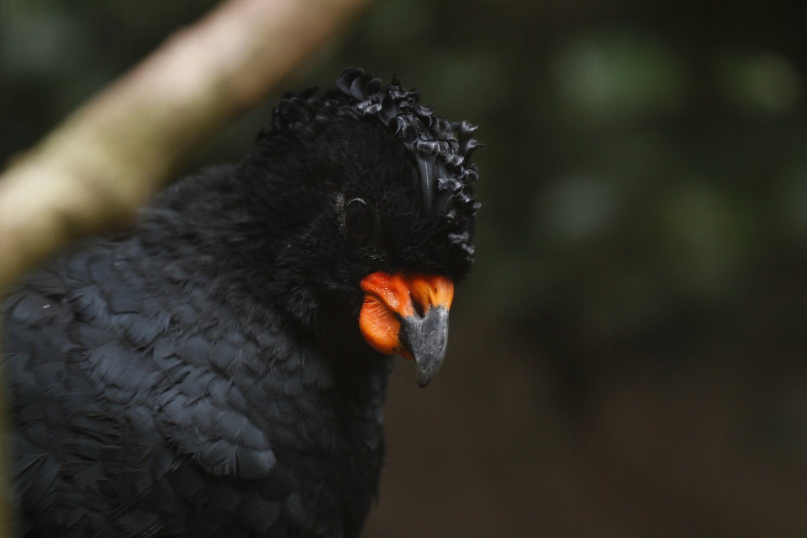 Red-billed curassow Crax blumenbachii)