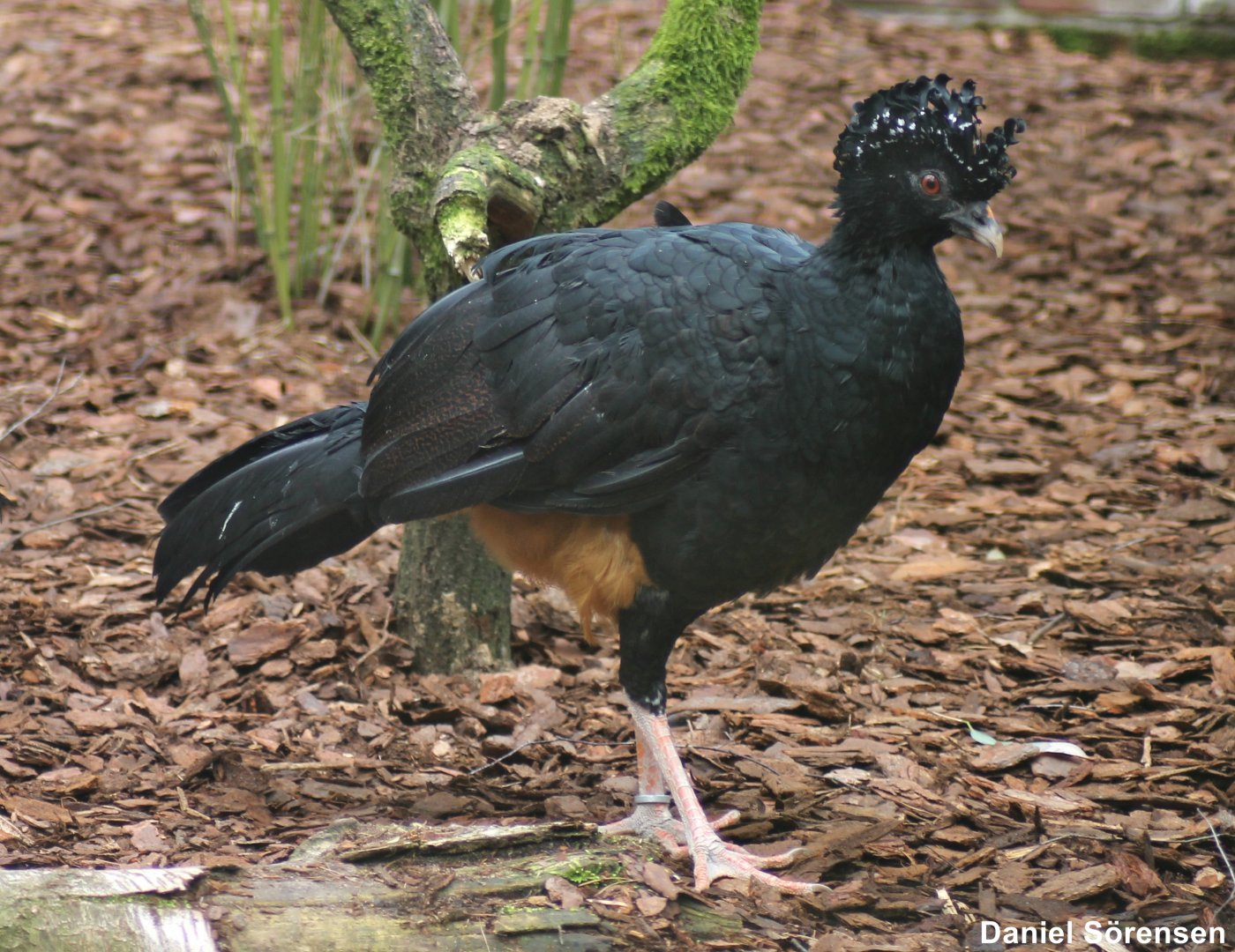 Red-billed curassow (Crax blumenbachii)