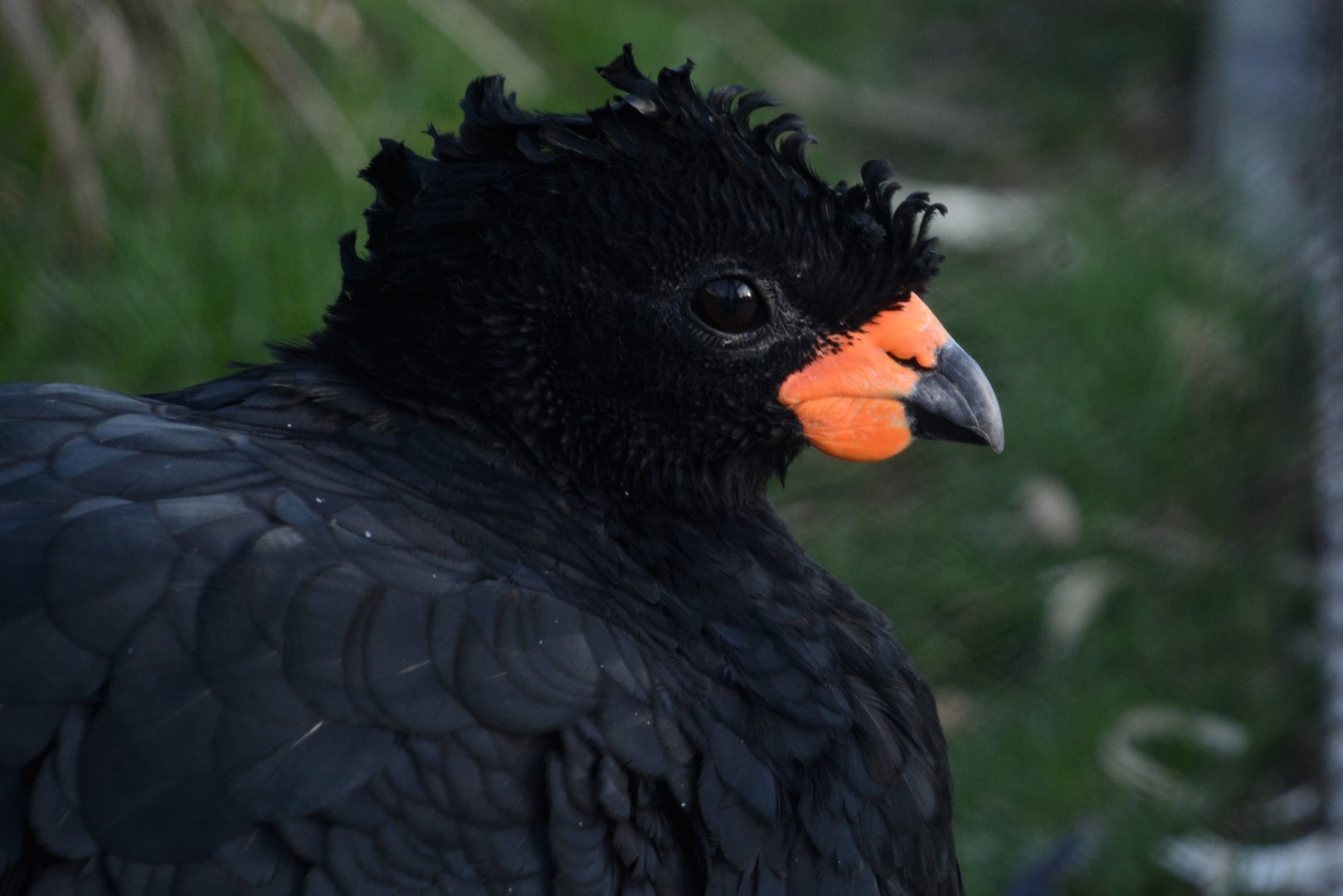 Red-billed curassow (Crax blumenbachii)