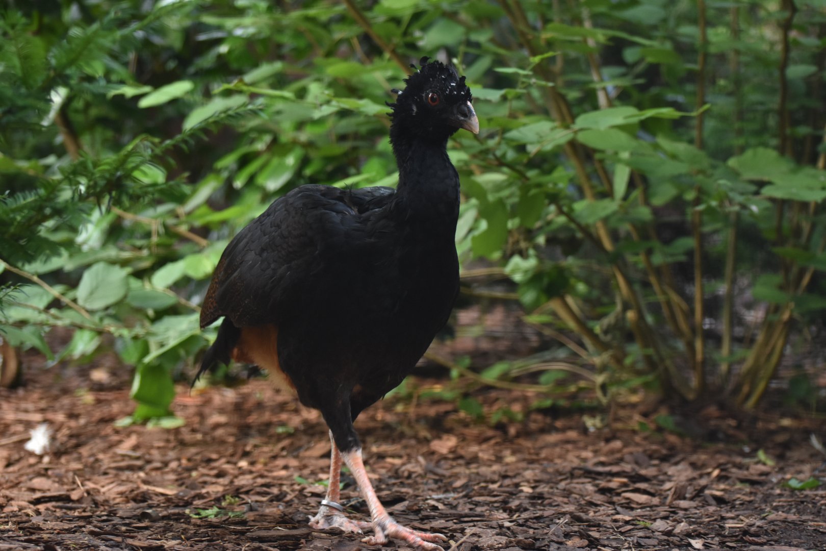 Red-billed Curassow Crax blumenbachii