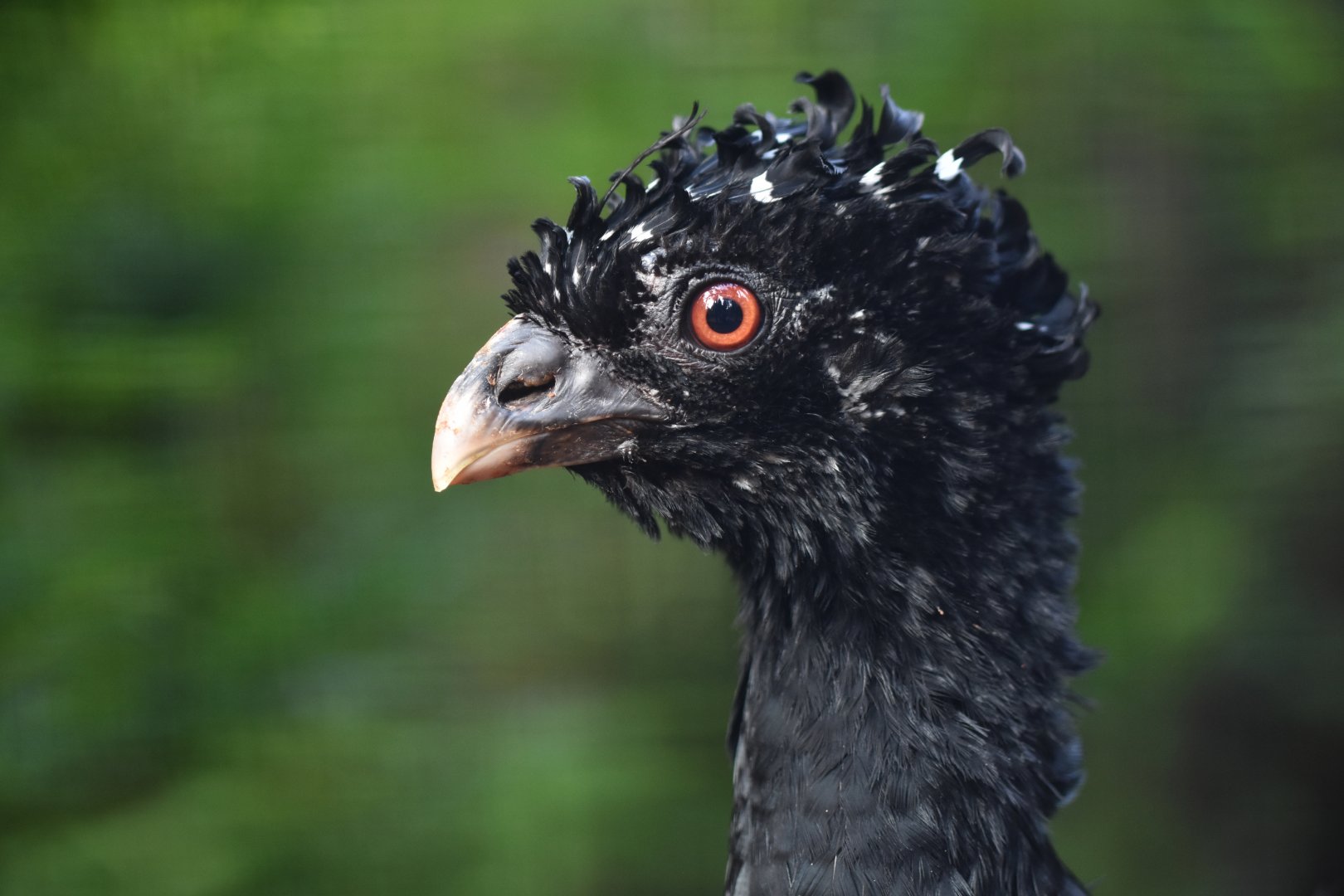 Red-billed Curassow Crax blumenbachii