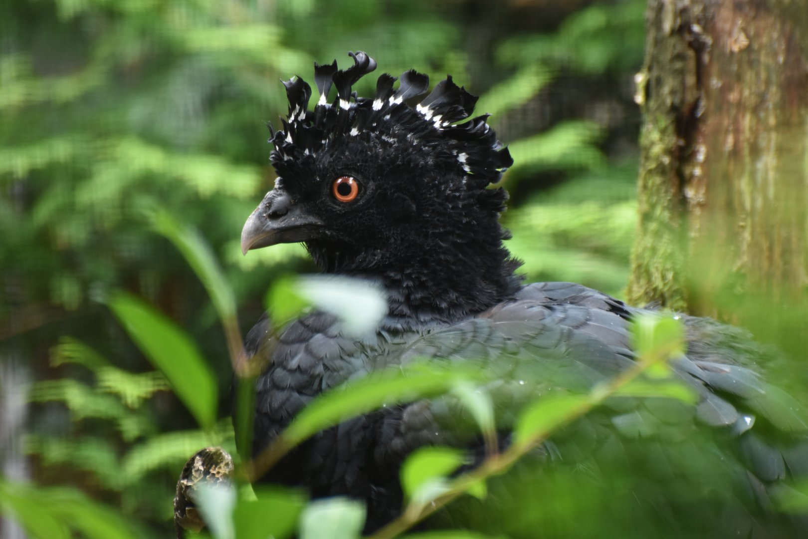 Red-billed Curassow Crax blumenbachii