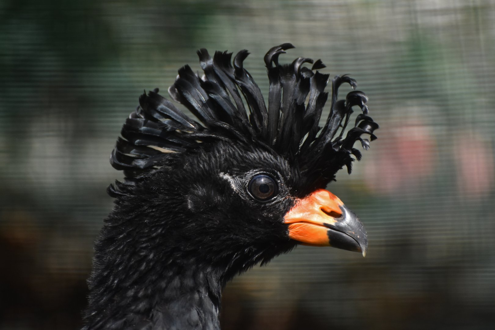 Red-billed Curassow Crax blumenbachii