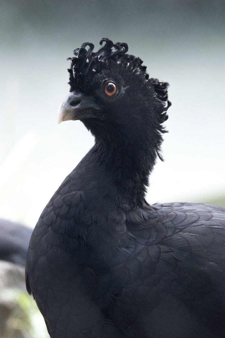 Red-billed curassow (Crax blumenbachii)