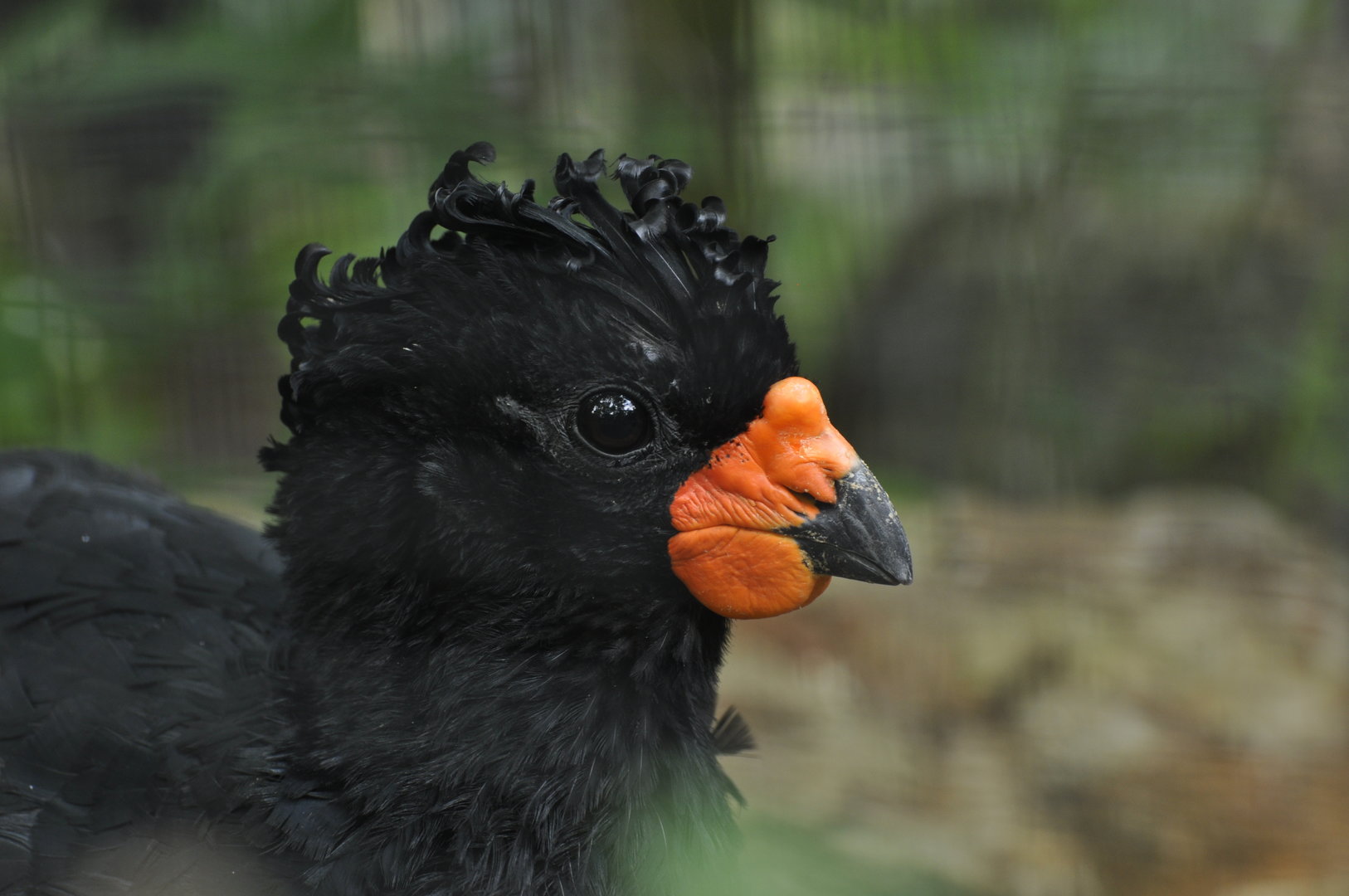 Red-billed curassow Crax blumenbachii
