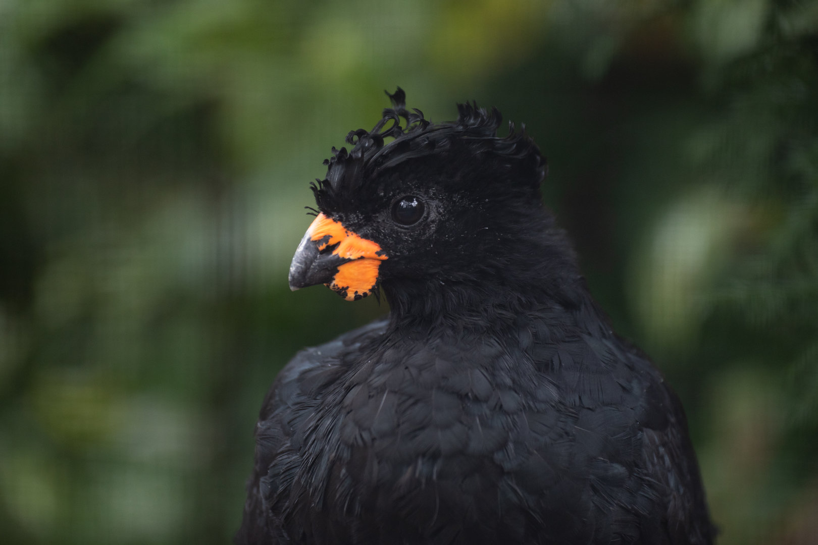 Red-billed curassow (Crax blumenbachii)