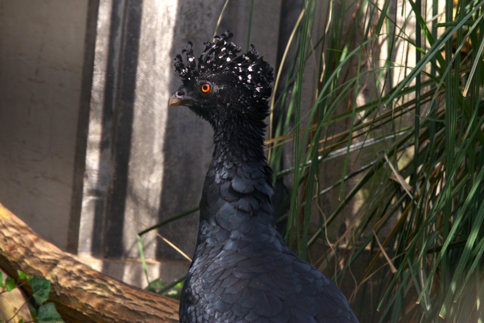 Red-billed Curassow (Crax blumenbachii)