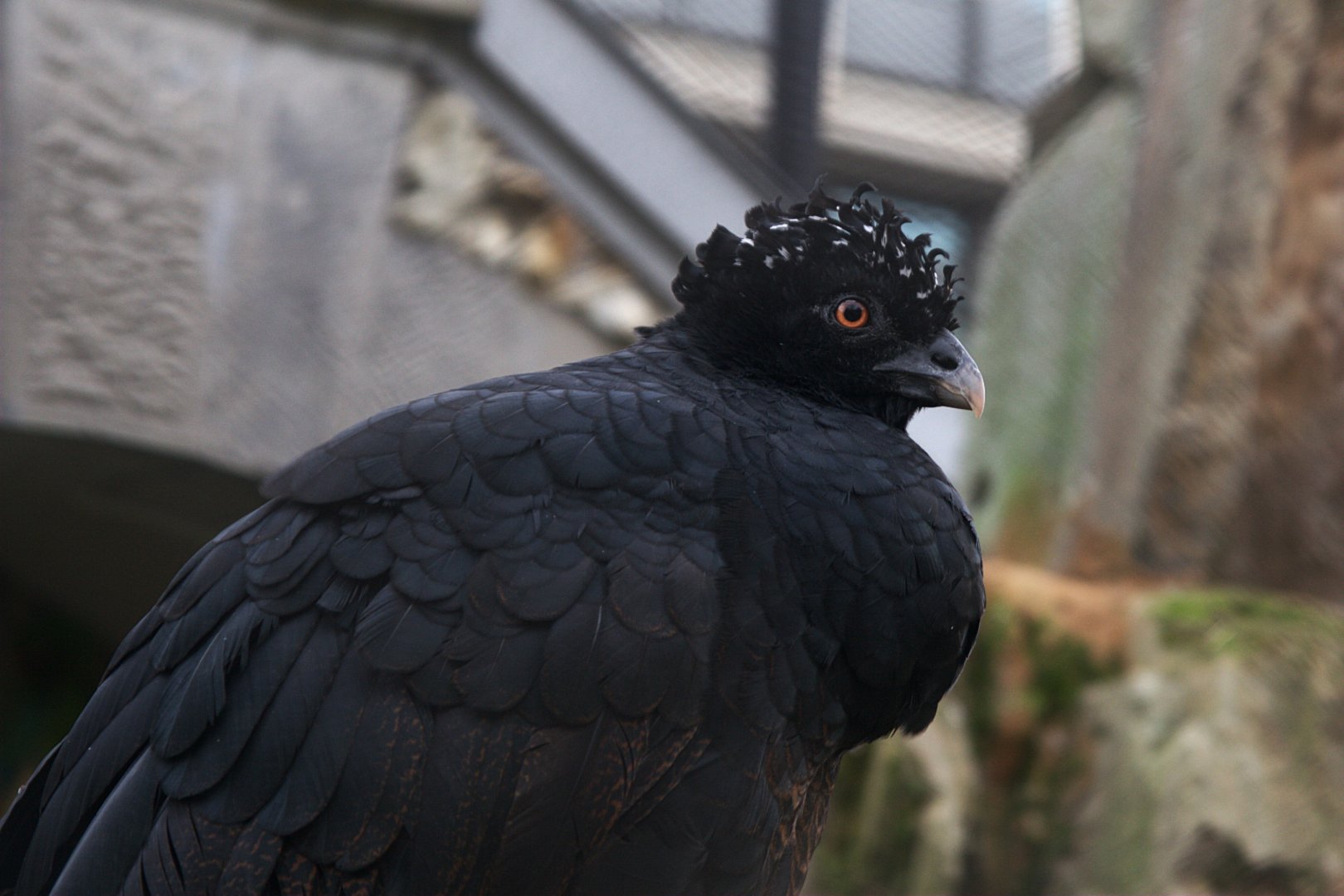Red-billed Curassow (Crax blumenbachii)