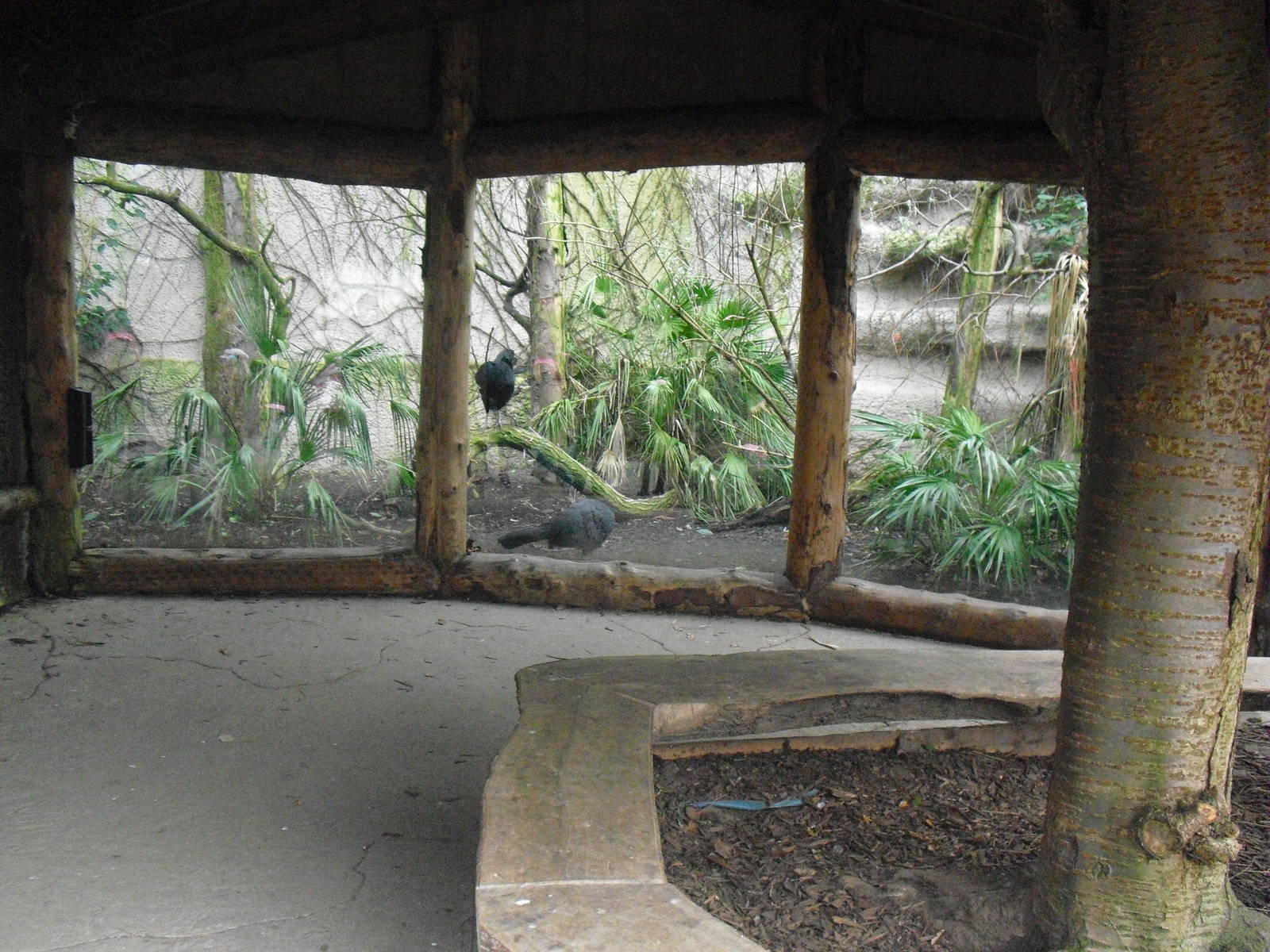 Red-billed Curassow Enclosure - 06/09/2011