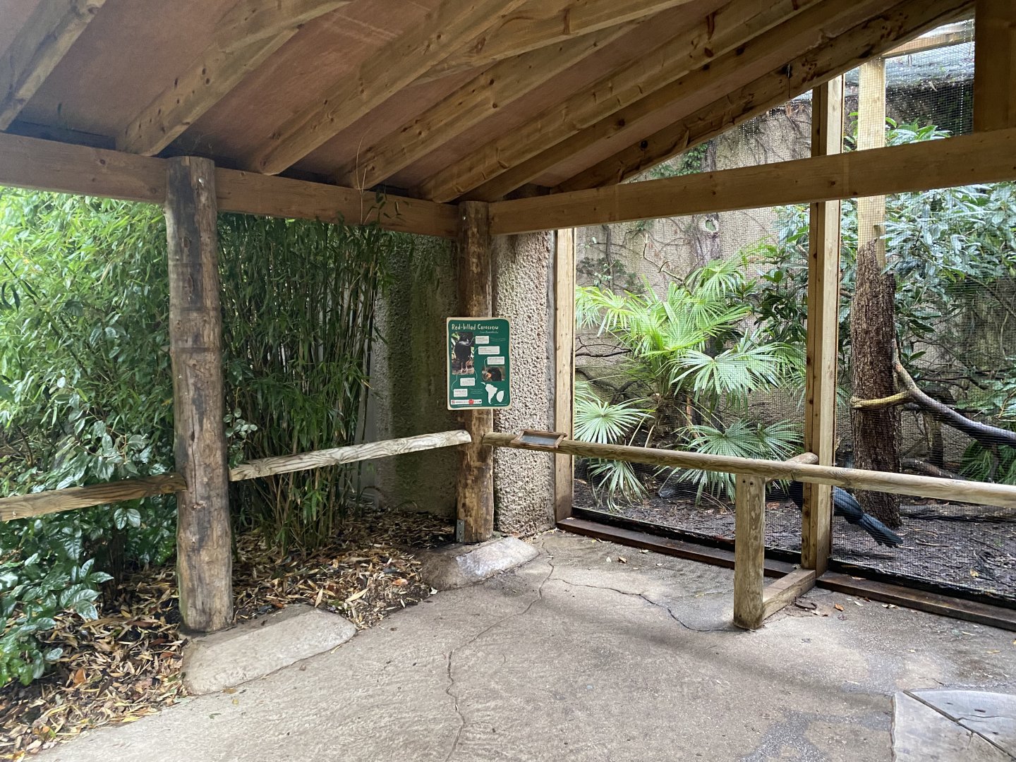 Red-billed curassow exhibit 191021