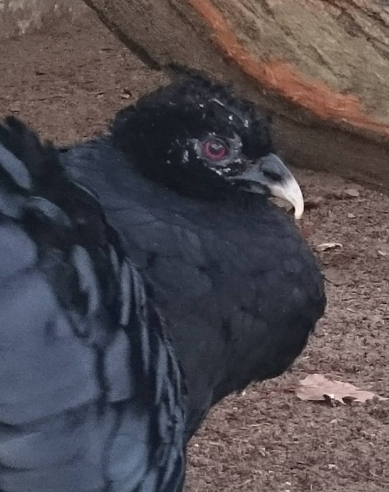 Red-billed curassow female