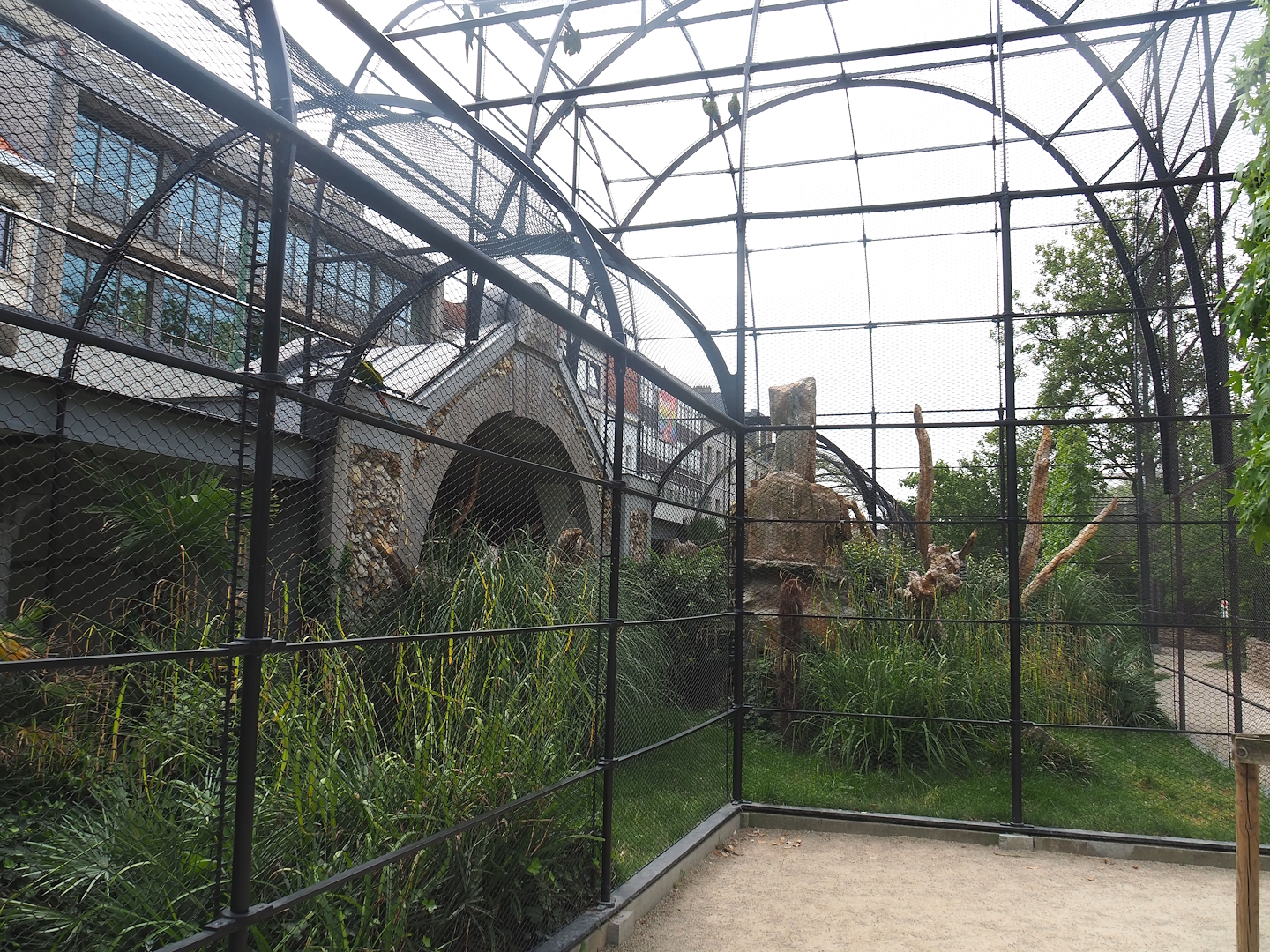 Red-billed curassow, Mexican military macaw and Double yellow-headed amazon aviary, 2022-07-10