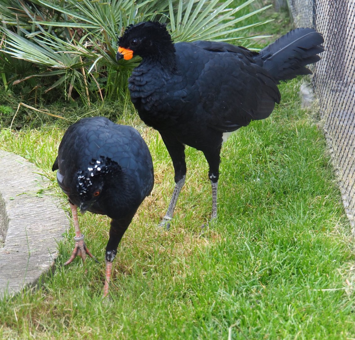 Red-billed curassow pair (Crax blumenbachii), 2021-06-12