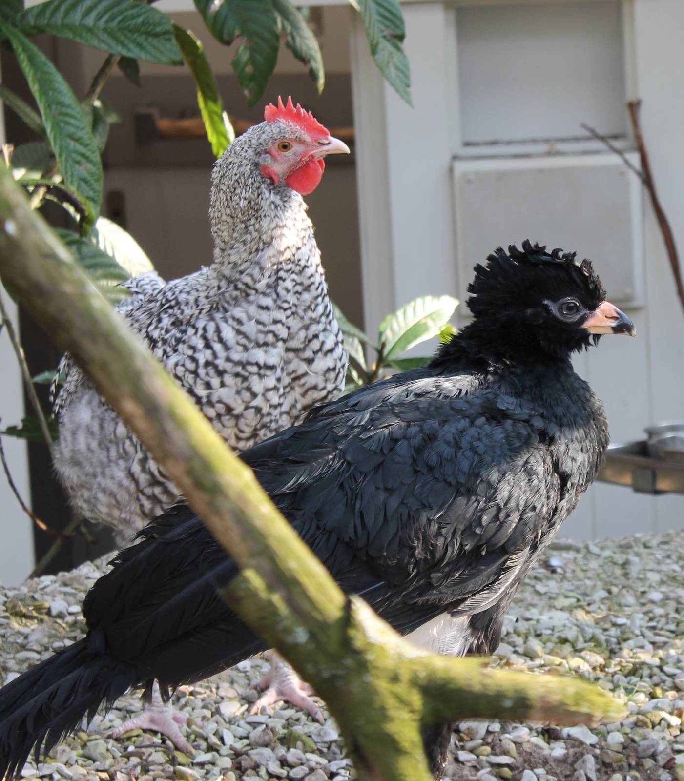Red-billed curassow young with foster-parent