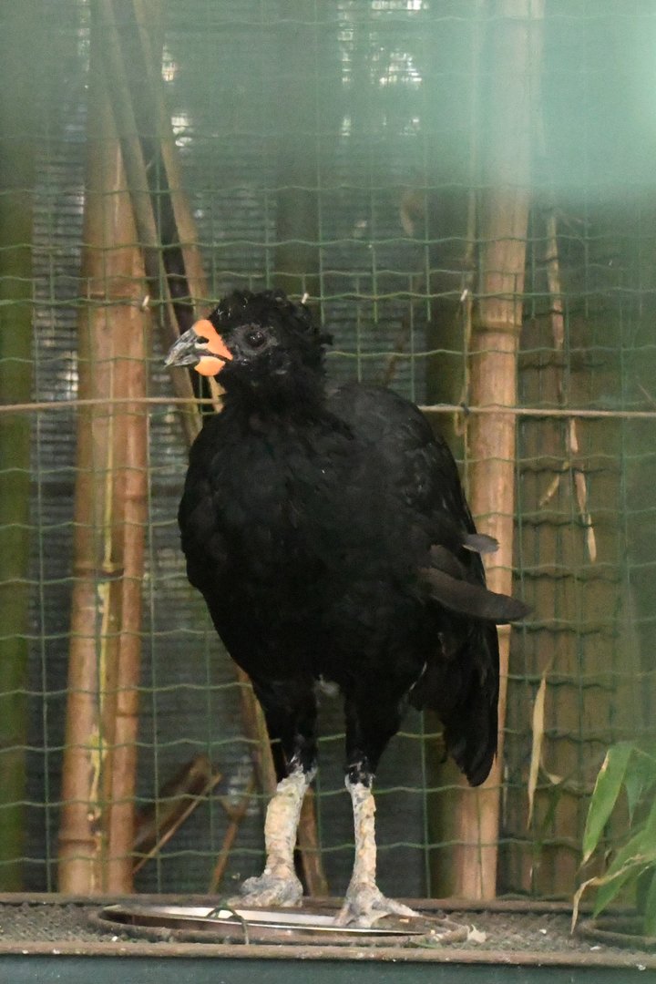 Red-billed Curassow (Zoo Lourosa)