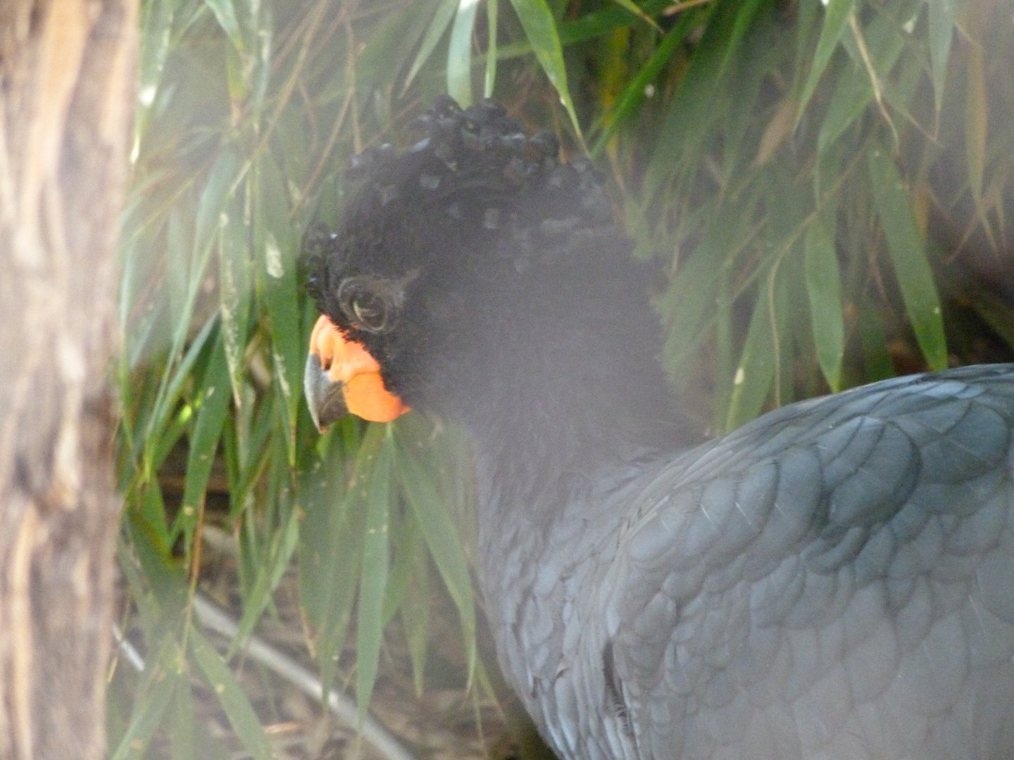 Red-billed curassow -Zoo Praha (2025)