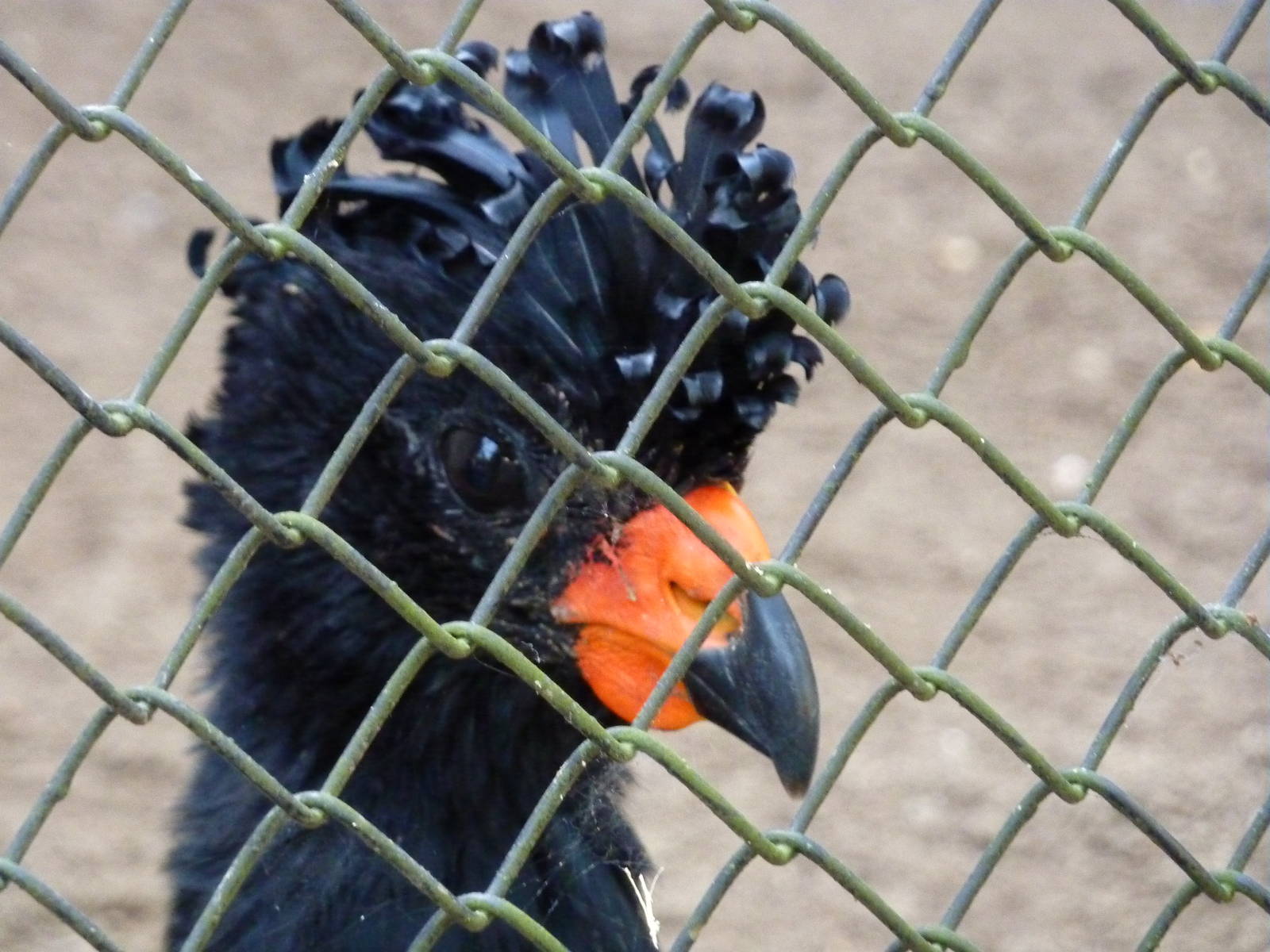 Red-billed curassow
