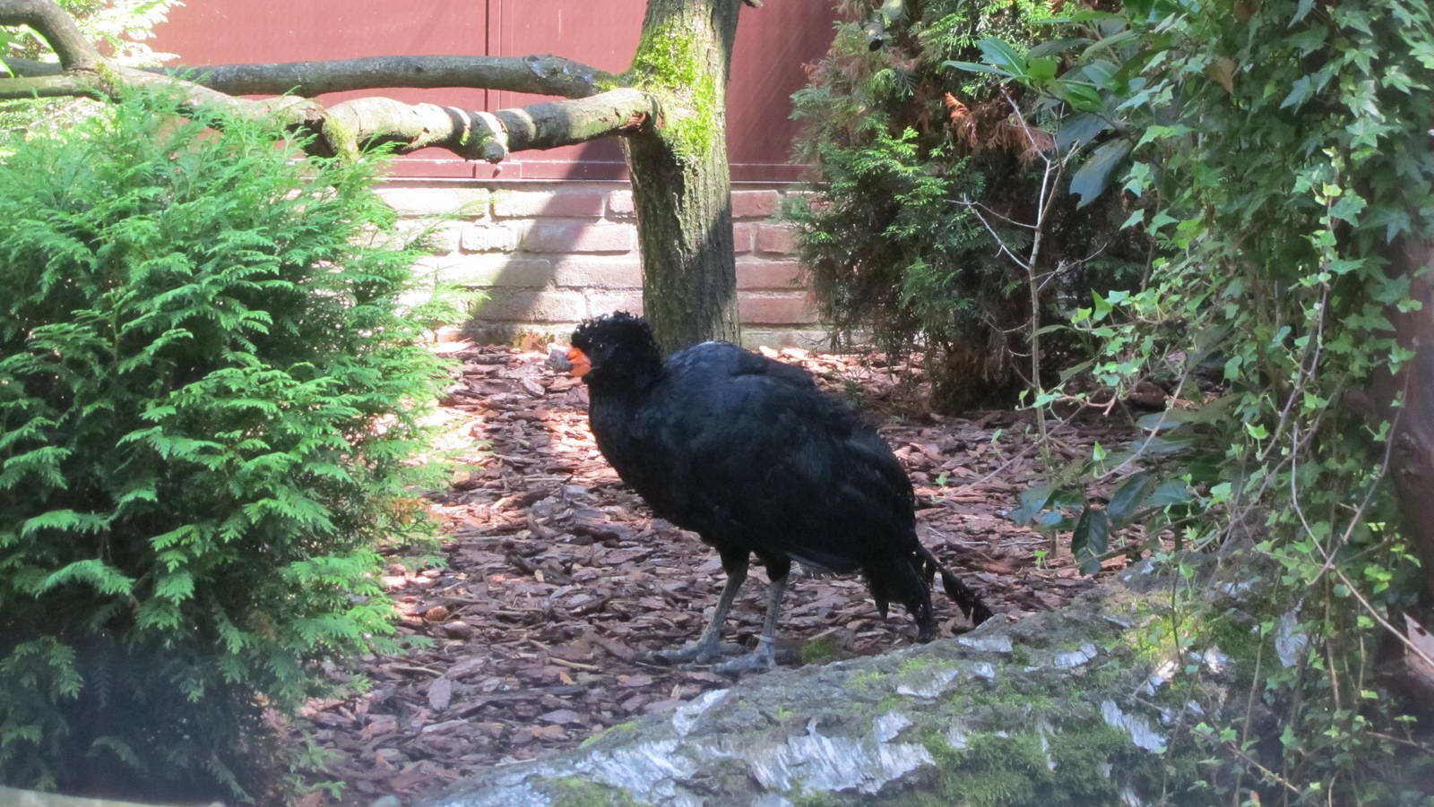 Red-billed curassow