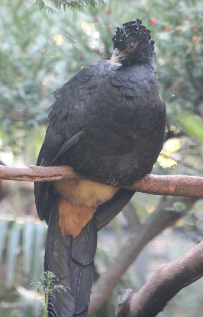 Red-billed curassow