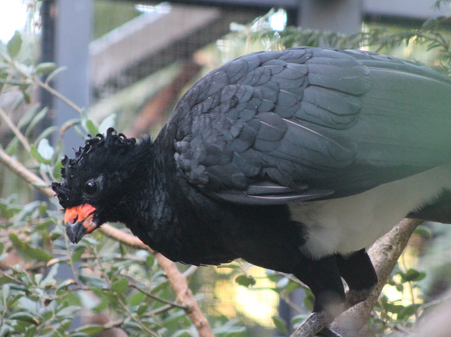 Red-billed curassow