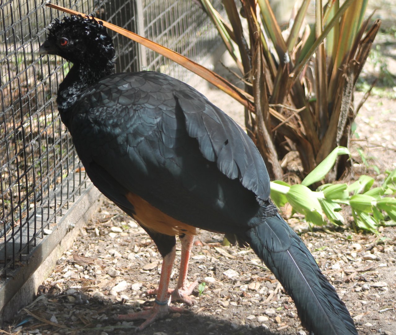 Red-billed curassow