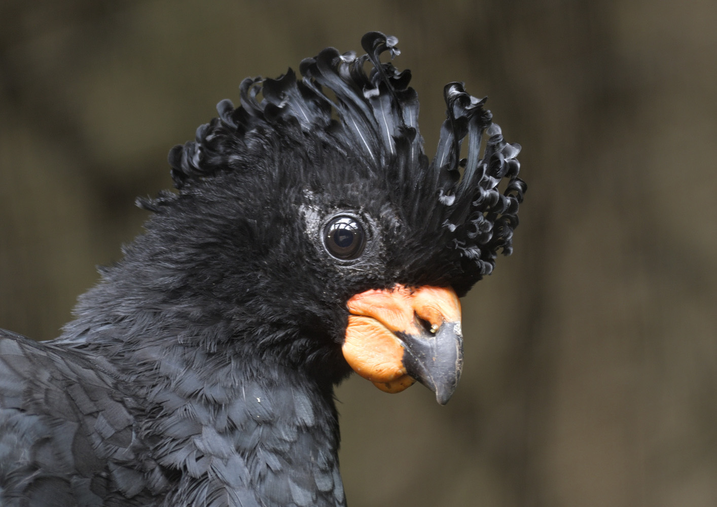 Red-billed curassow