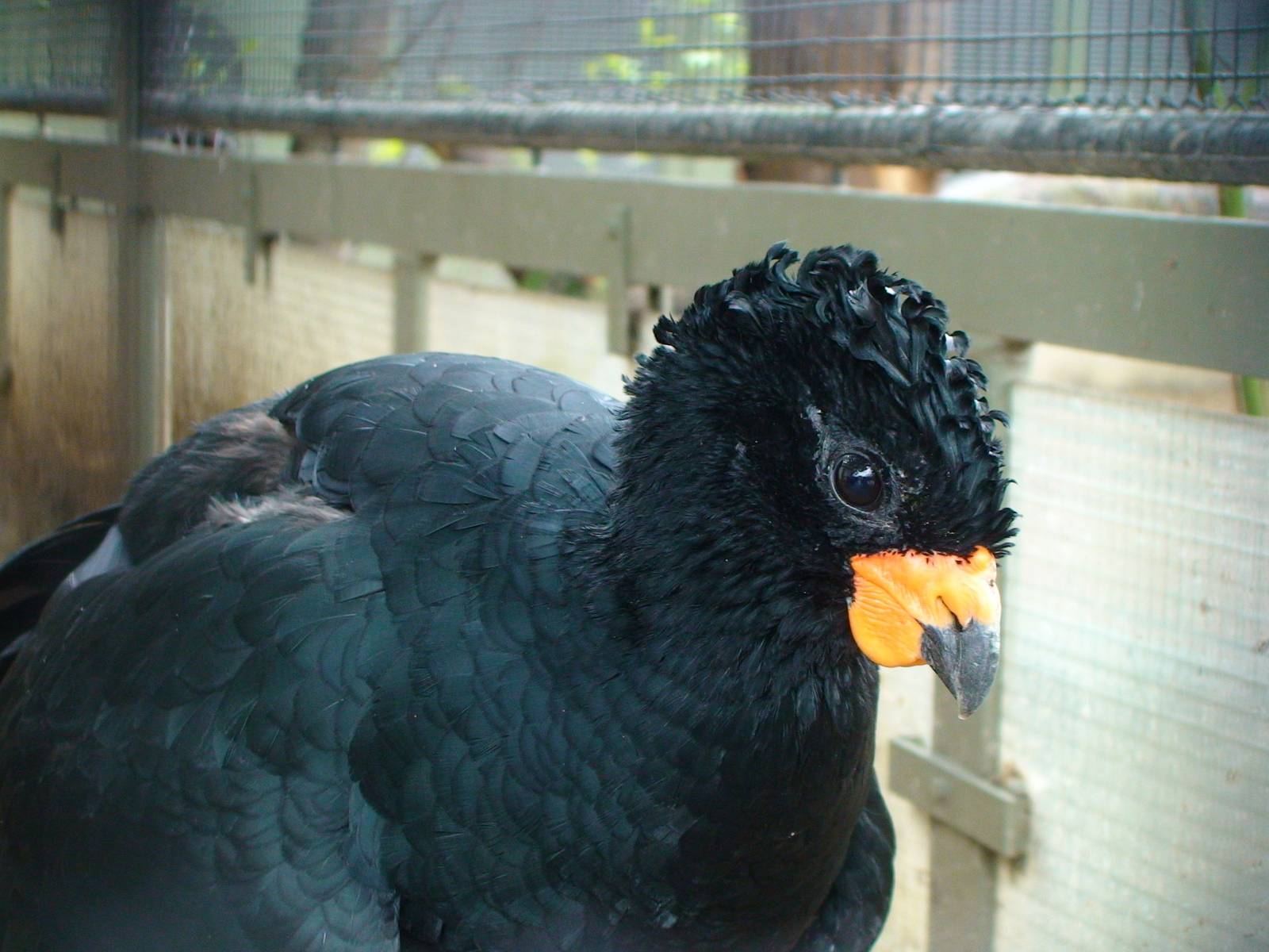 Red billed Curassow