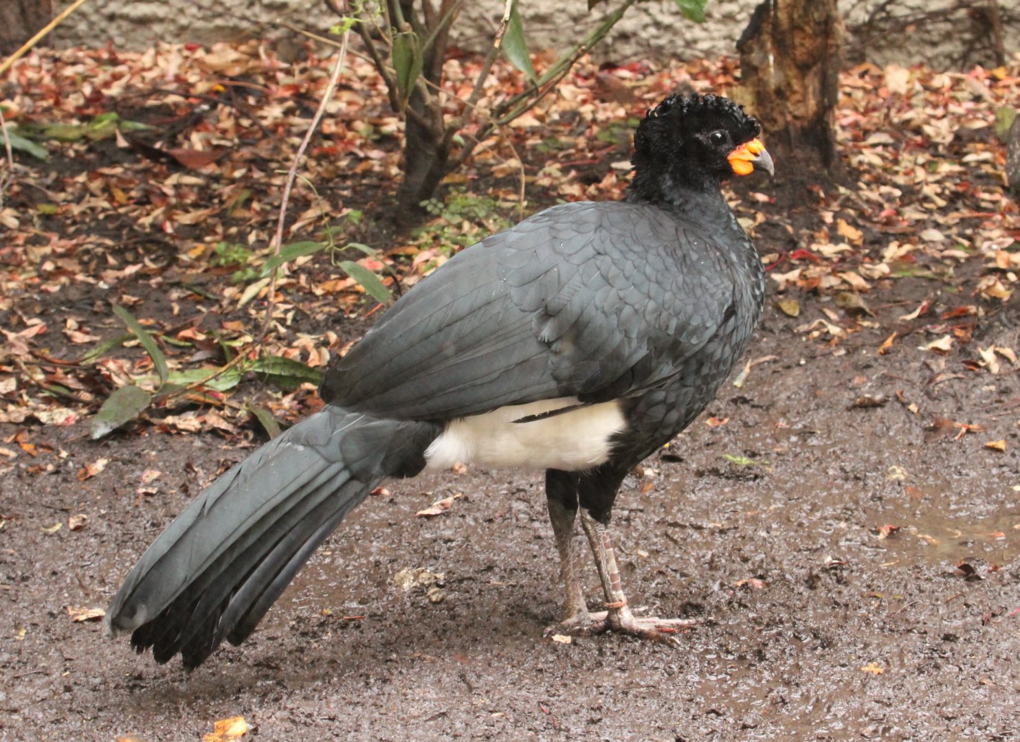 Red-billed Curassow