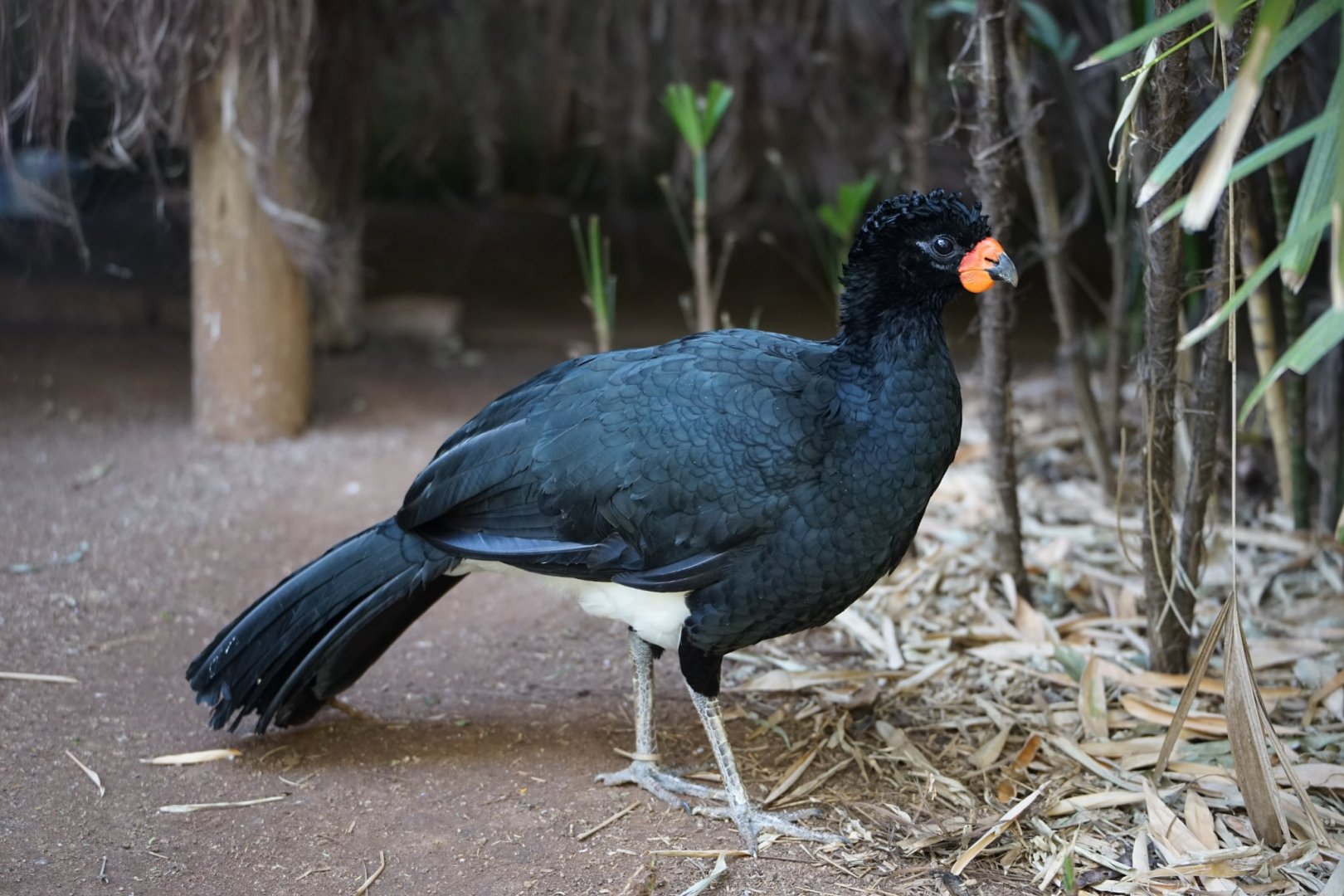 Red-billed Curassow