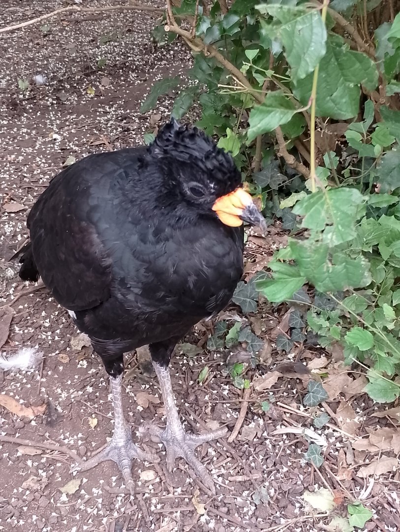 Red-billed curassow