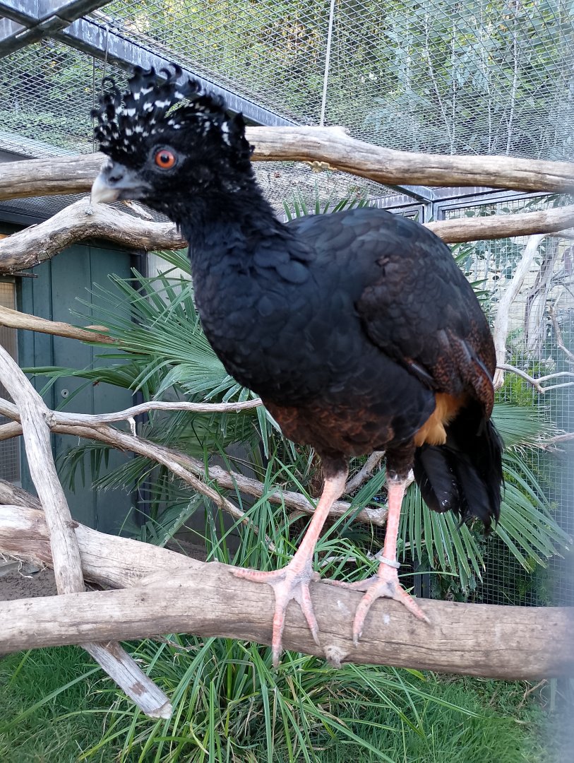 Red-billed curassow