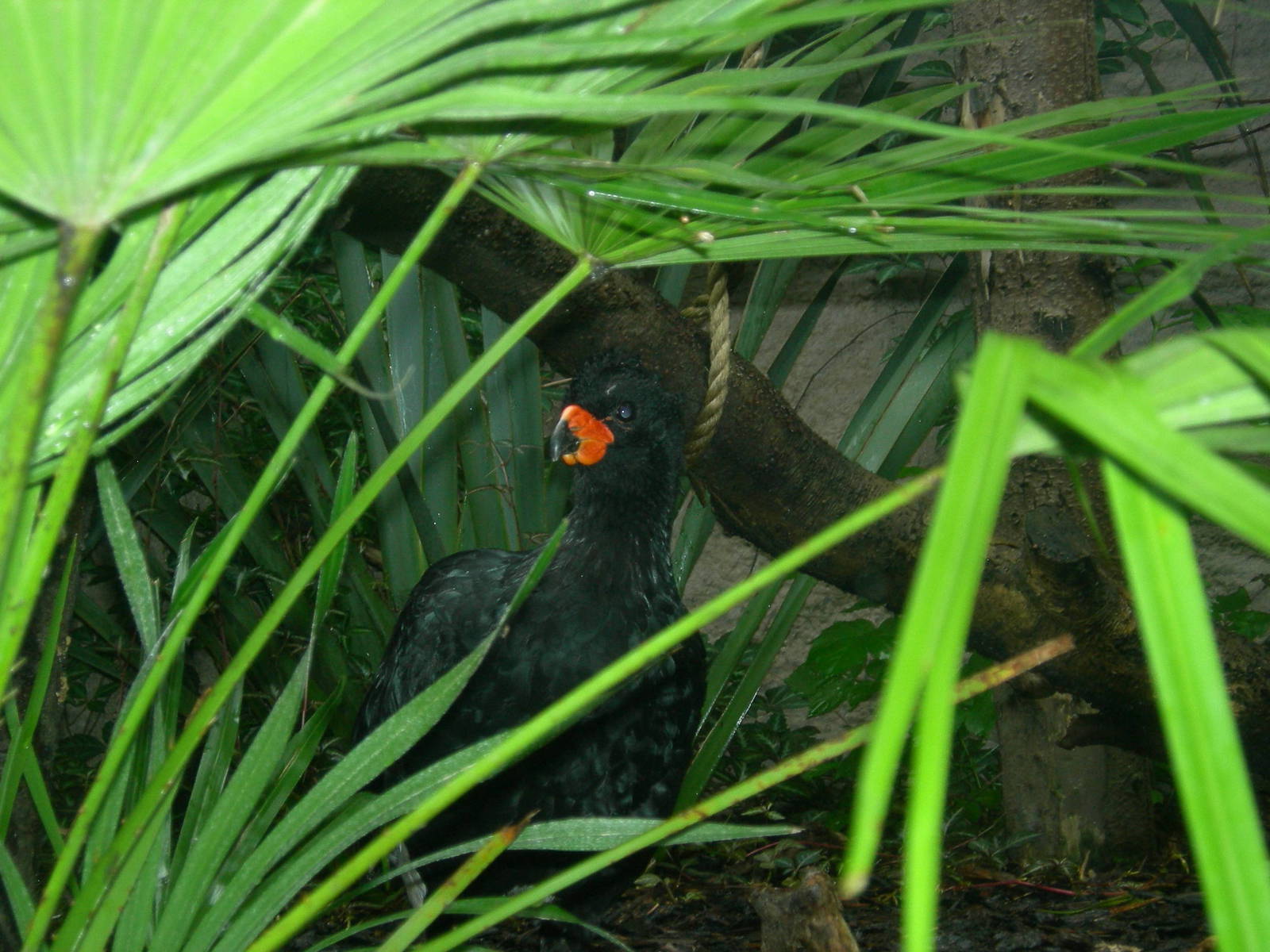 Red billed curassow