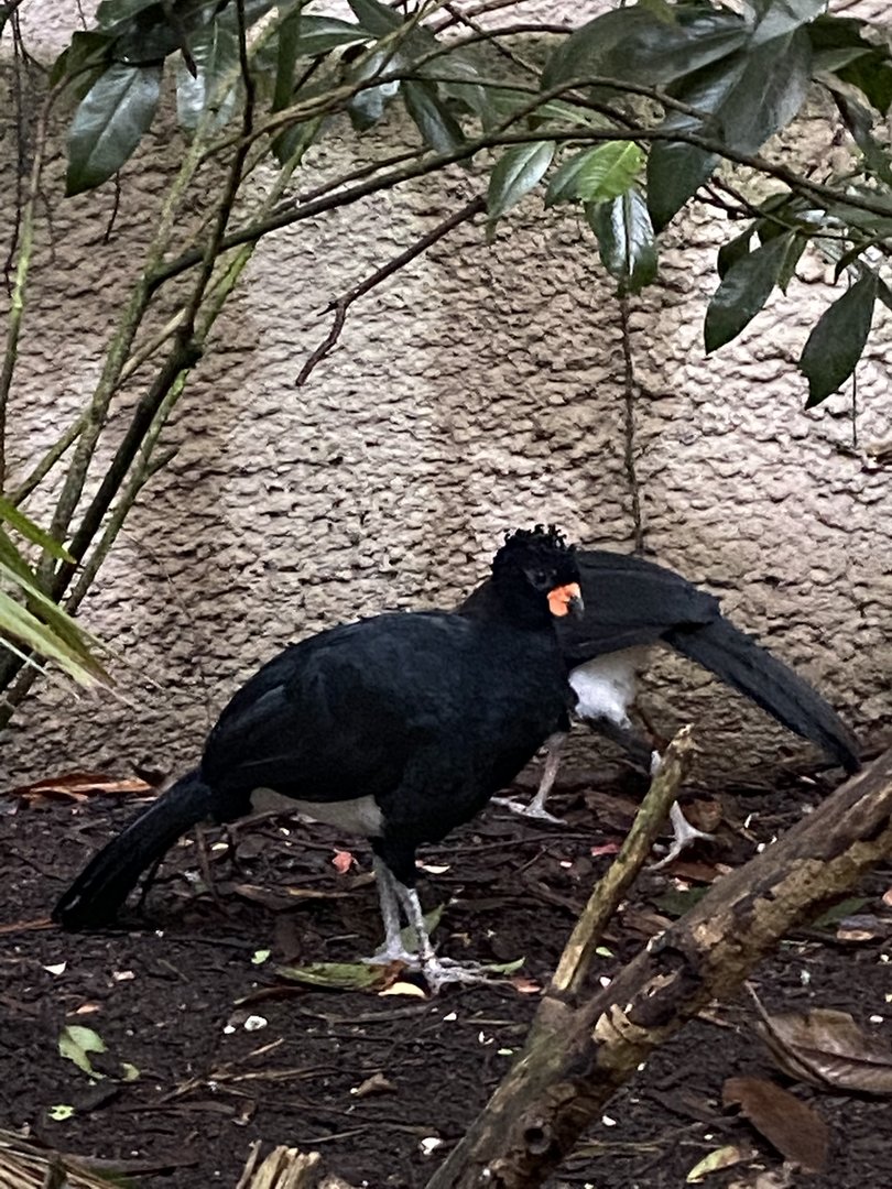 Red-billed curassows 221022