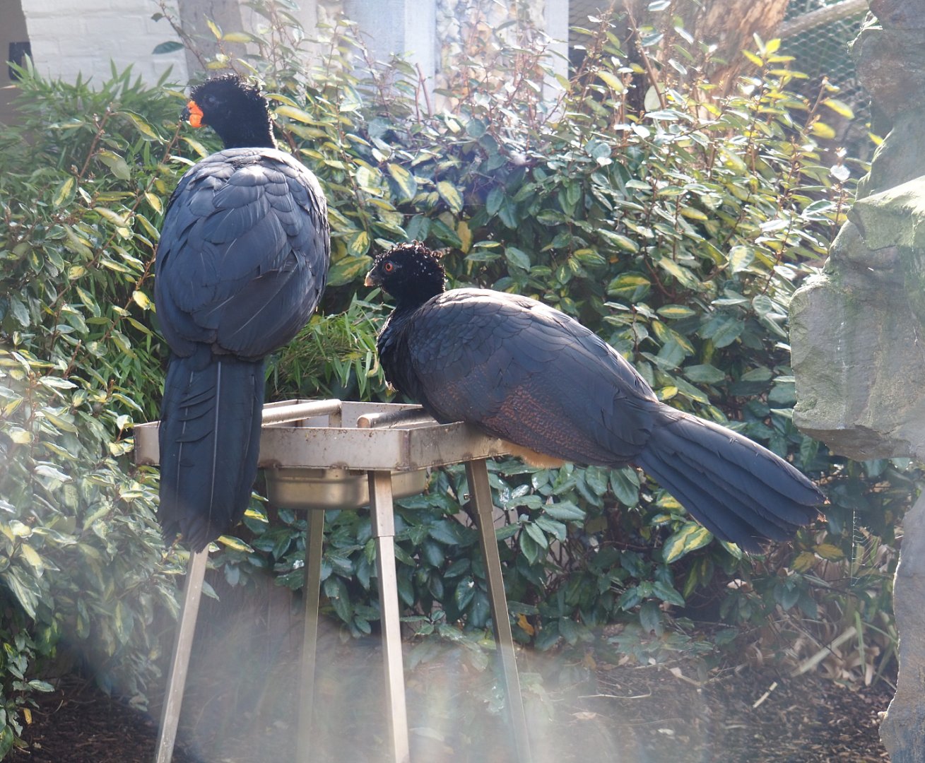 Red-billed curassows (Crax blumenbachii), 2022-03-16