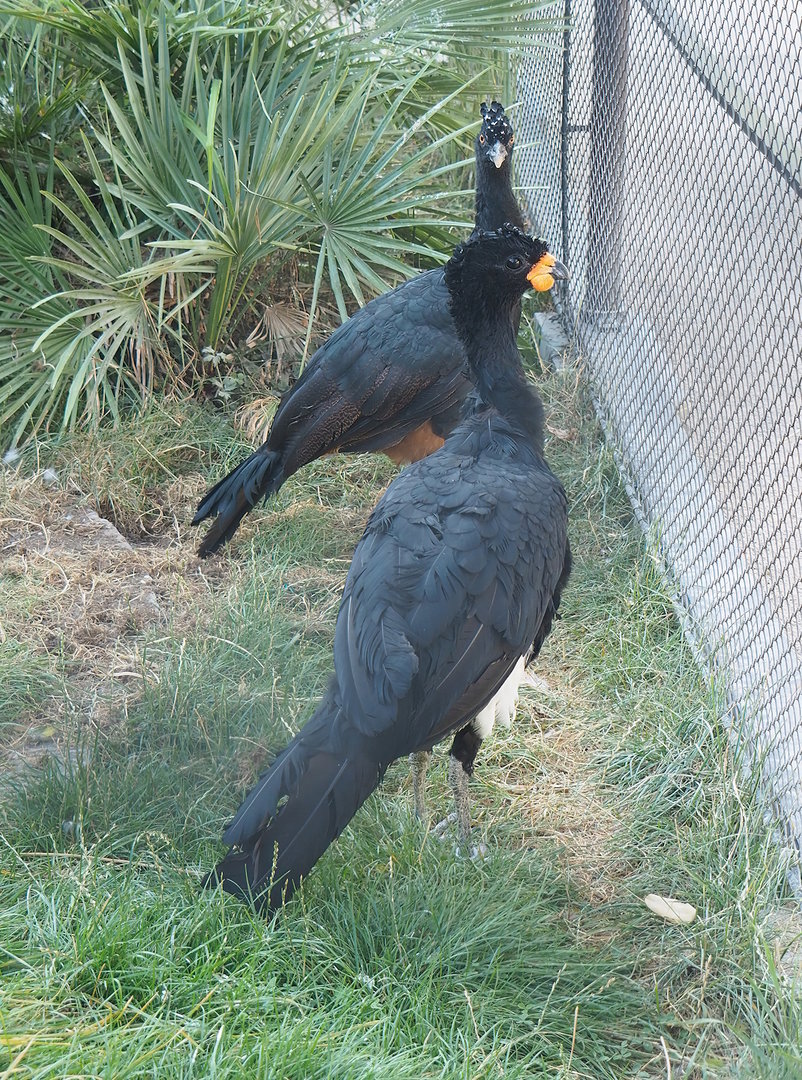 Red-billed curassows (Crax blumenbachii), 2022-08-16