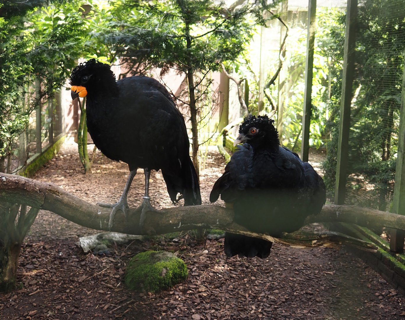 Red-billed curassows (Crax blumenbachii), 2024-05-23
