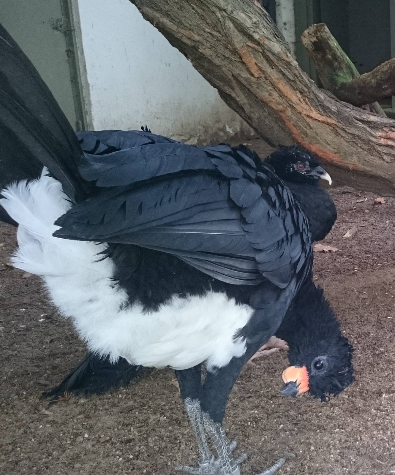 Red-billed curassows