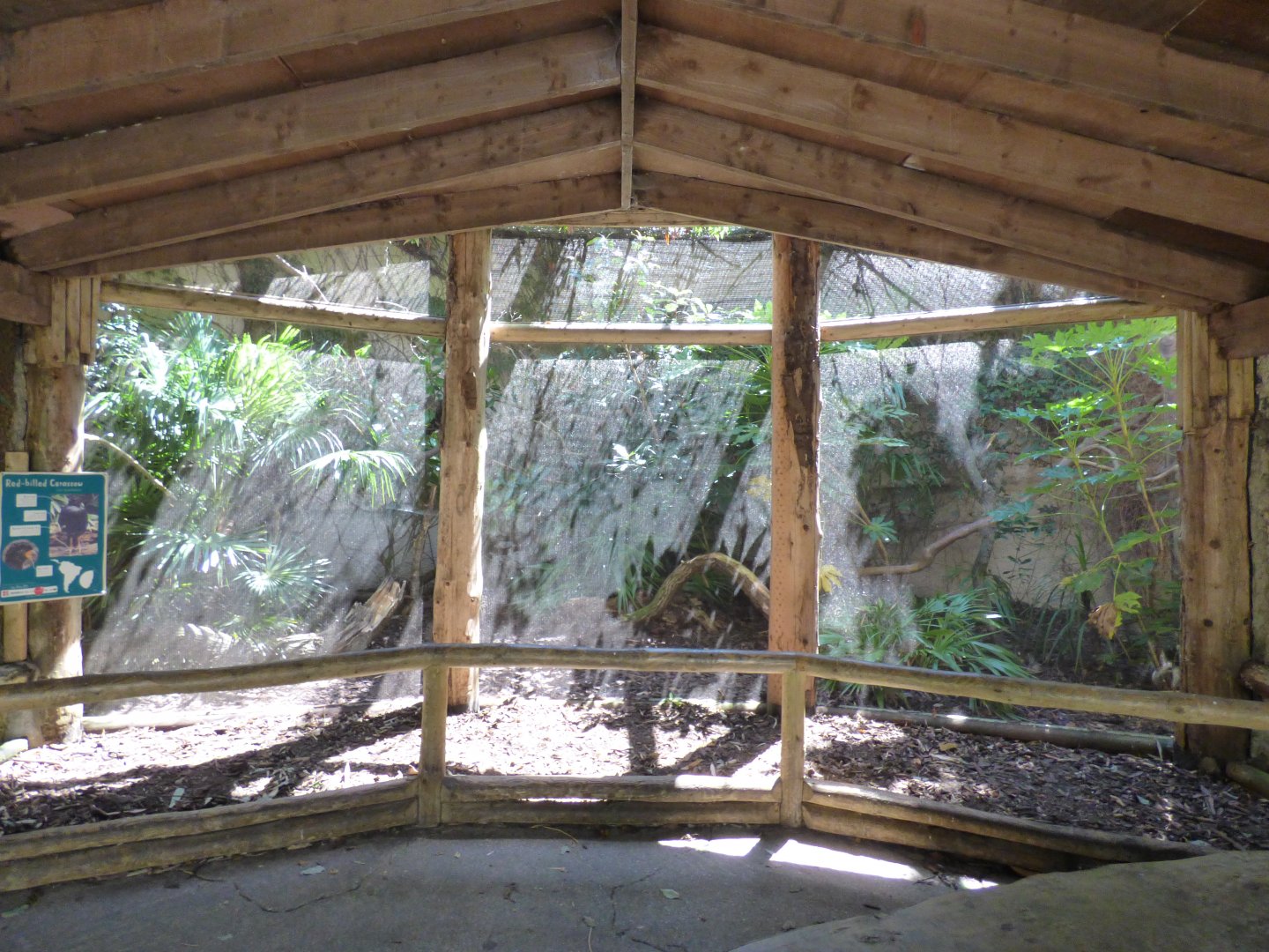 Red-billed Currasow Aviary
