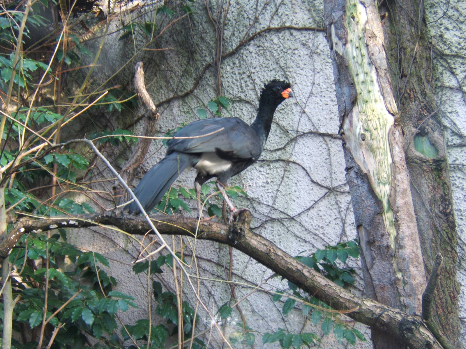 Red-billed Currasow