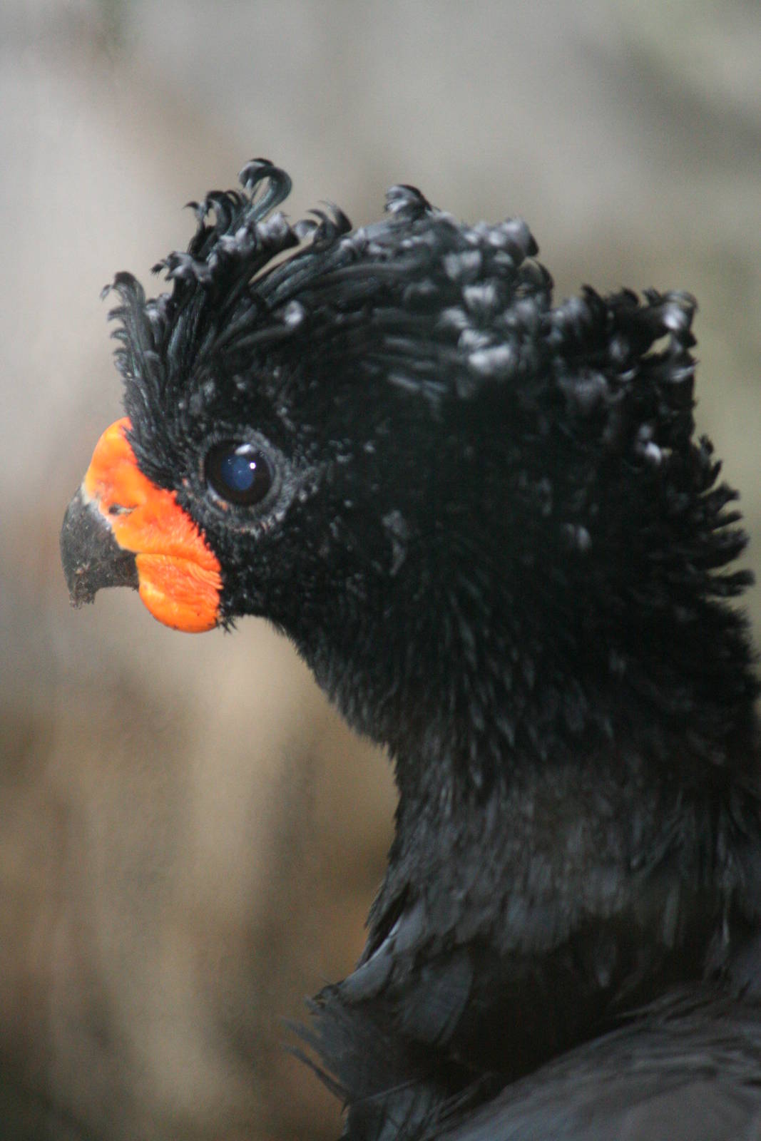 Red-billed Currassow