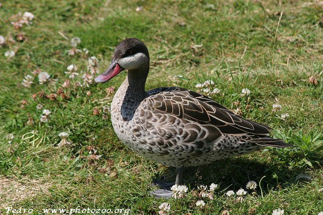 Red-billed duck (Anas erythrorhyncha)